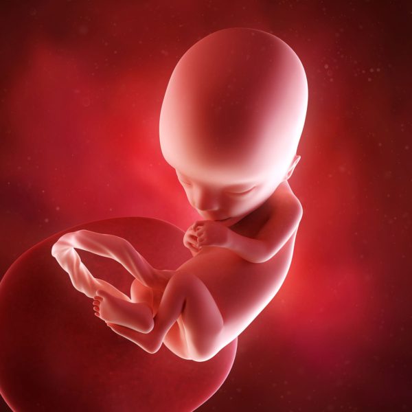 مراحل الحمل ونمو الجنين 3