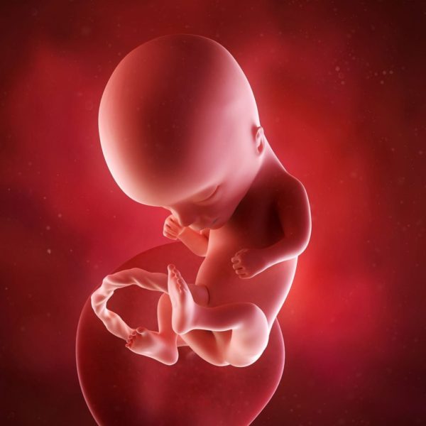 مراحل الحمل ونمو الجنين 4