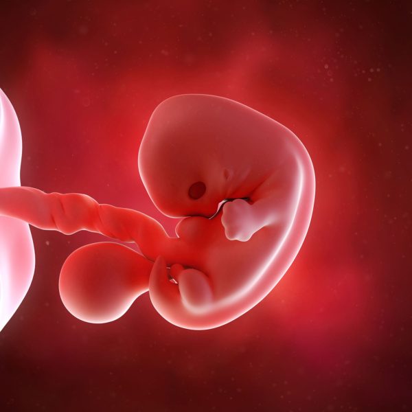 مراحل الحمل ونمو الجنين 2
