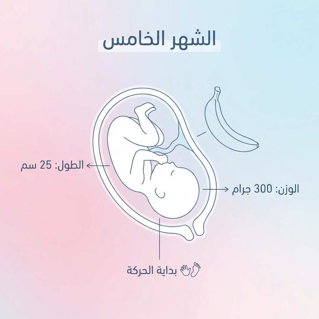 الجنين في الشهر الخامس