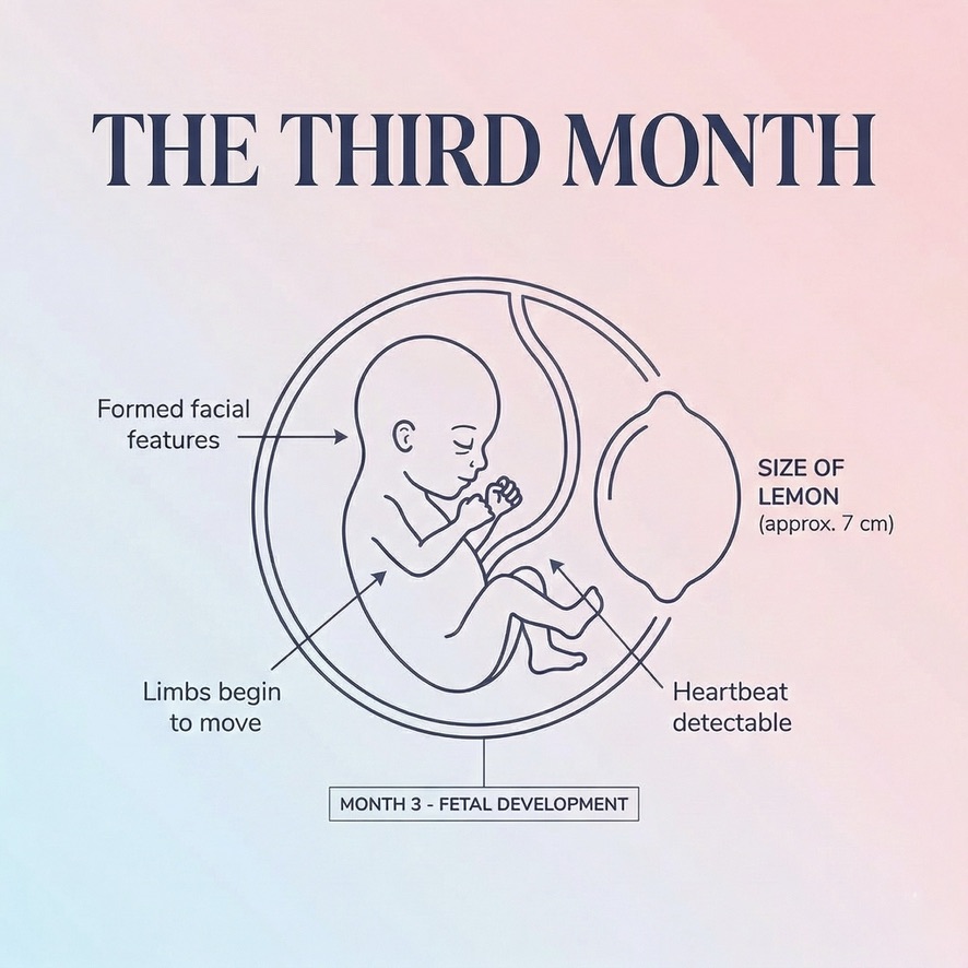 Fetus in the third month