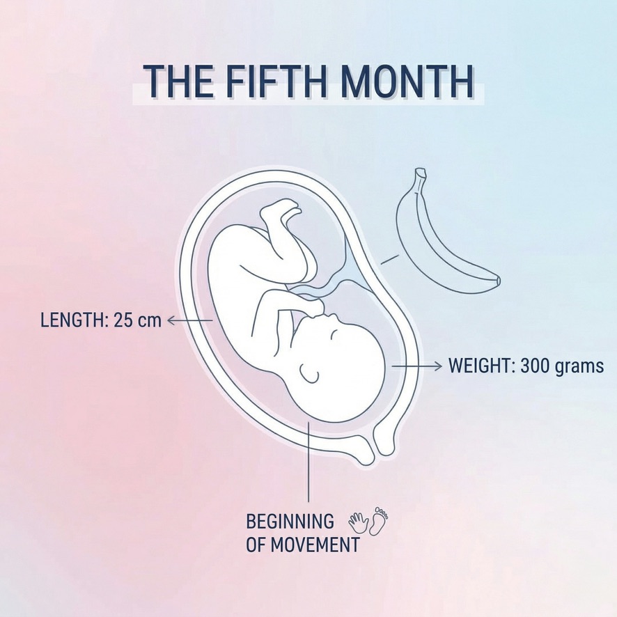 Fetus in the fifth month